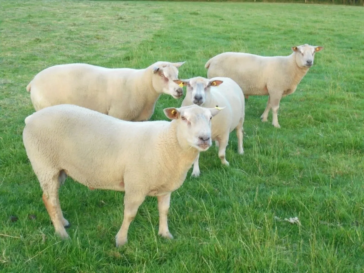 Charollais Rams Suffolk Rams - Image 1