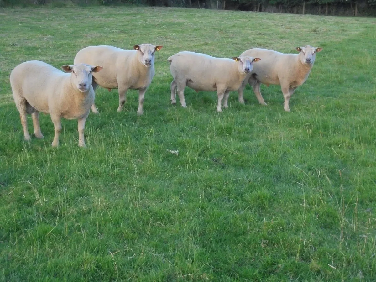 Charollais Rams  Texel Rams. - Image 3