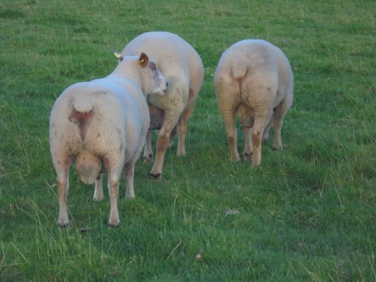 Charollais Rams Suffolk Rams - Image 2
