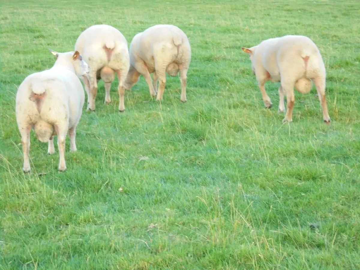 Charollais Rams  Texel Rams. - Image 4