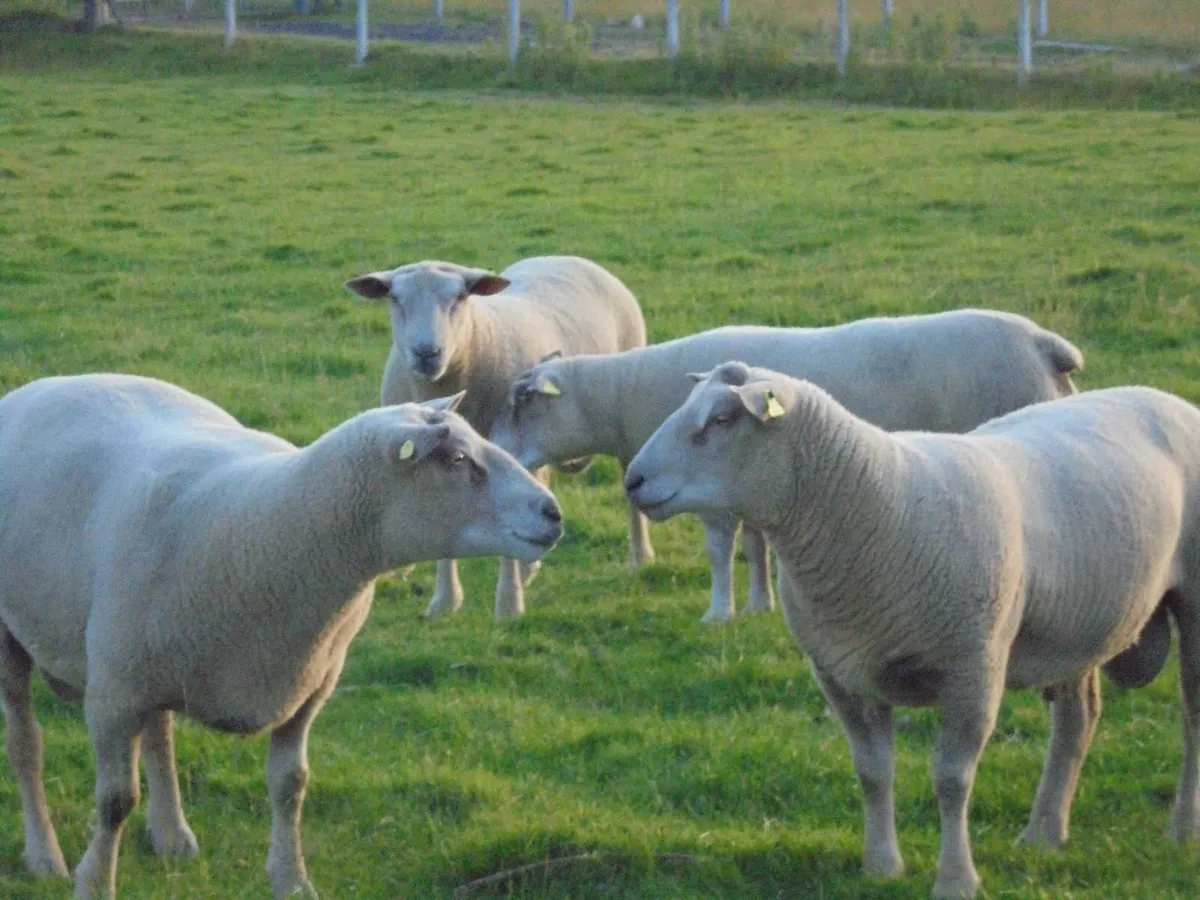 Charollais Rams Suffolk Rams - Image 3