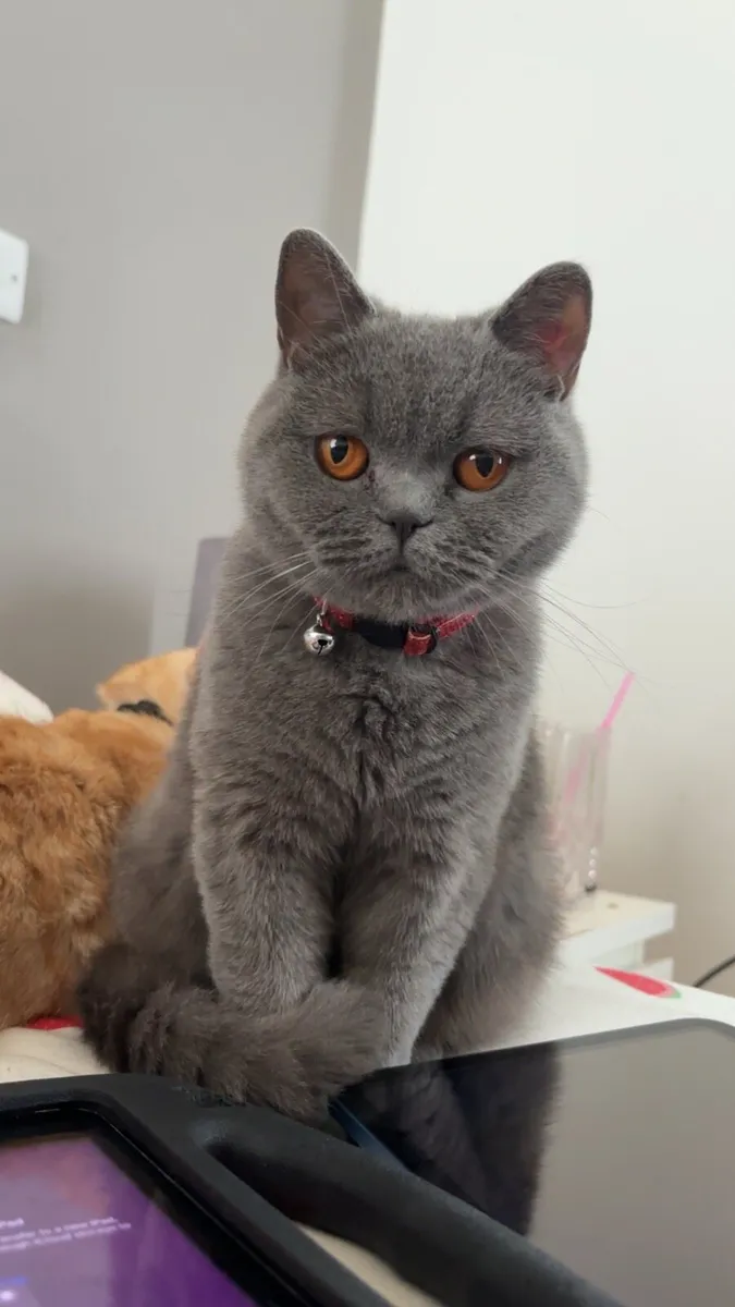 British Shorthair Female - Image 1