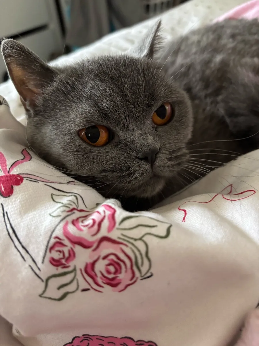 British Shorthair Female - Image 2