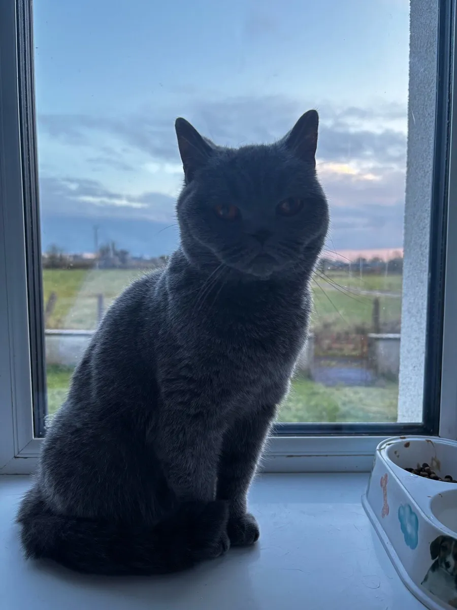 British Shorthair Female - Image 3