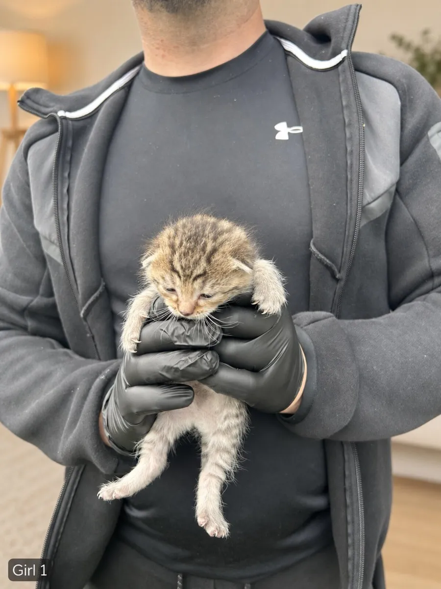 Silver Tabby British Shorthair Mixed Kittens - Image 1