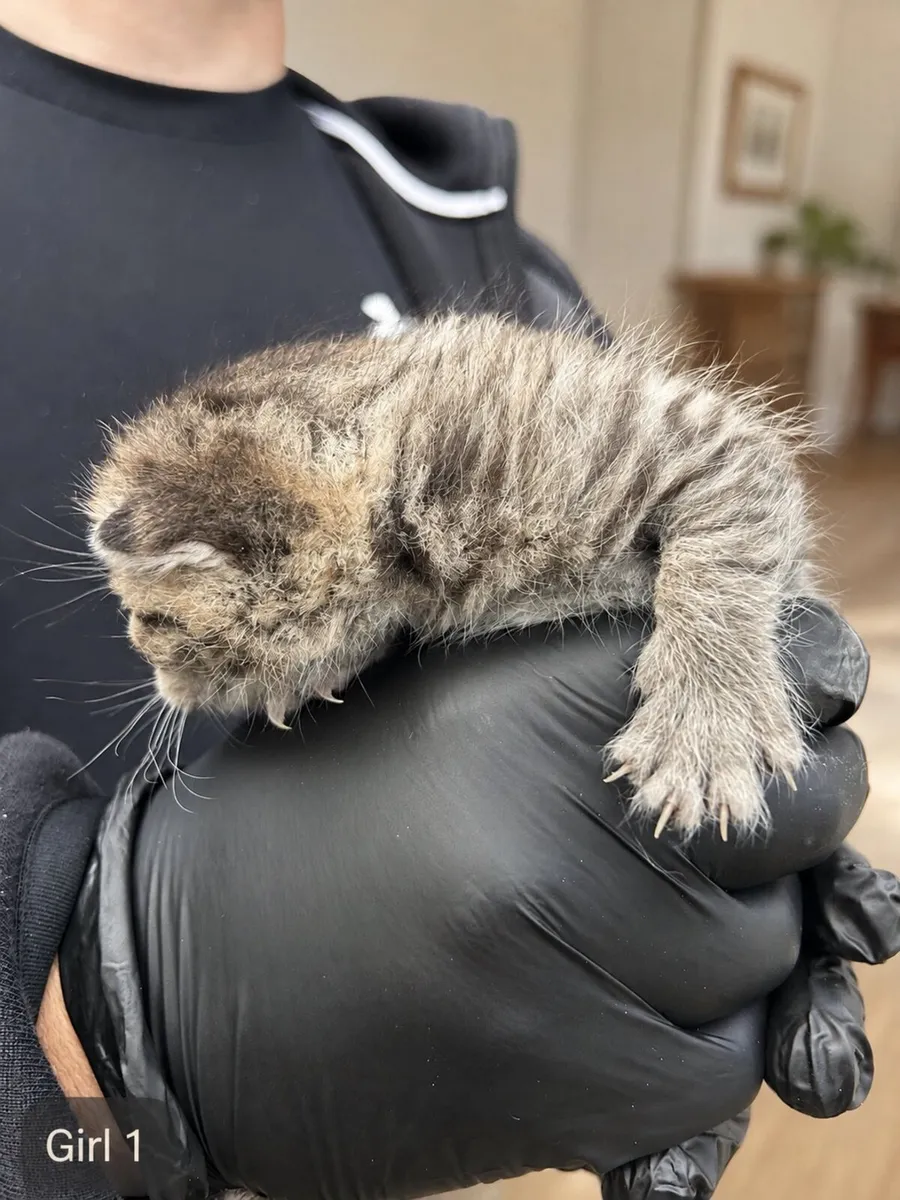 Silver Tabby British Shorthair Mixed Kittens - Image 3