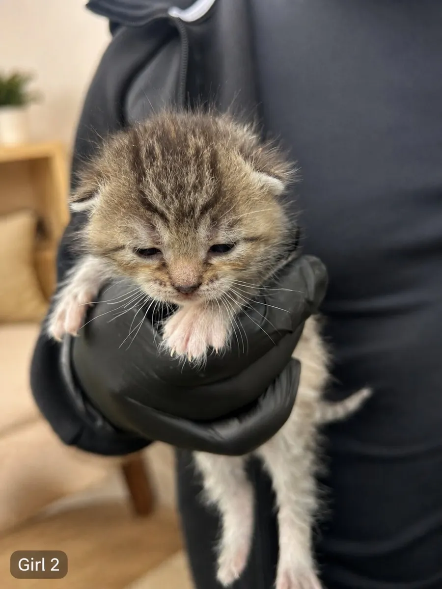 Silver Tabby British Shorthair Mixed Kittens - Image 4