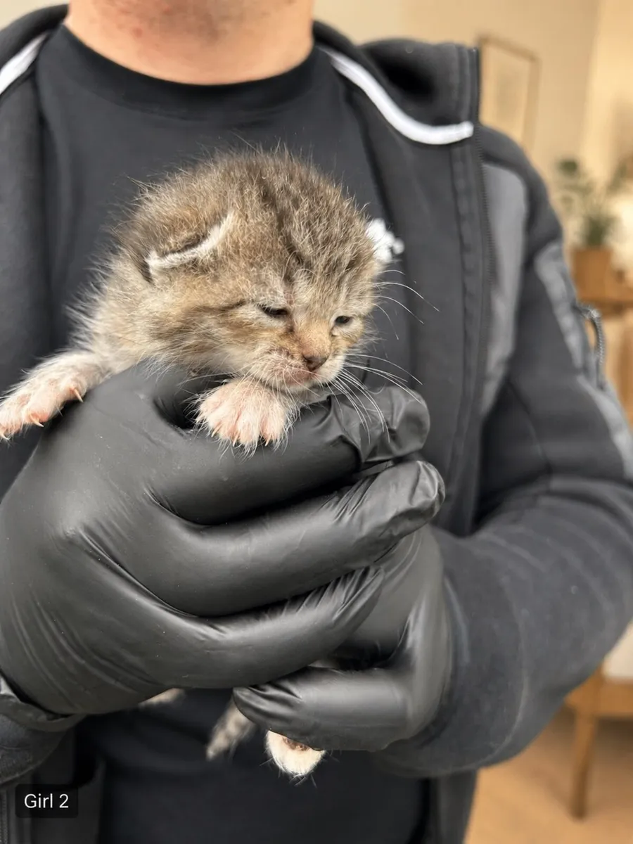 Silver Tabby British Shorthair Mixed Kitten - Image 3