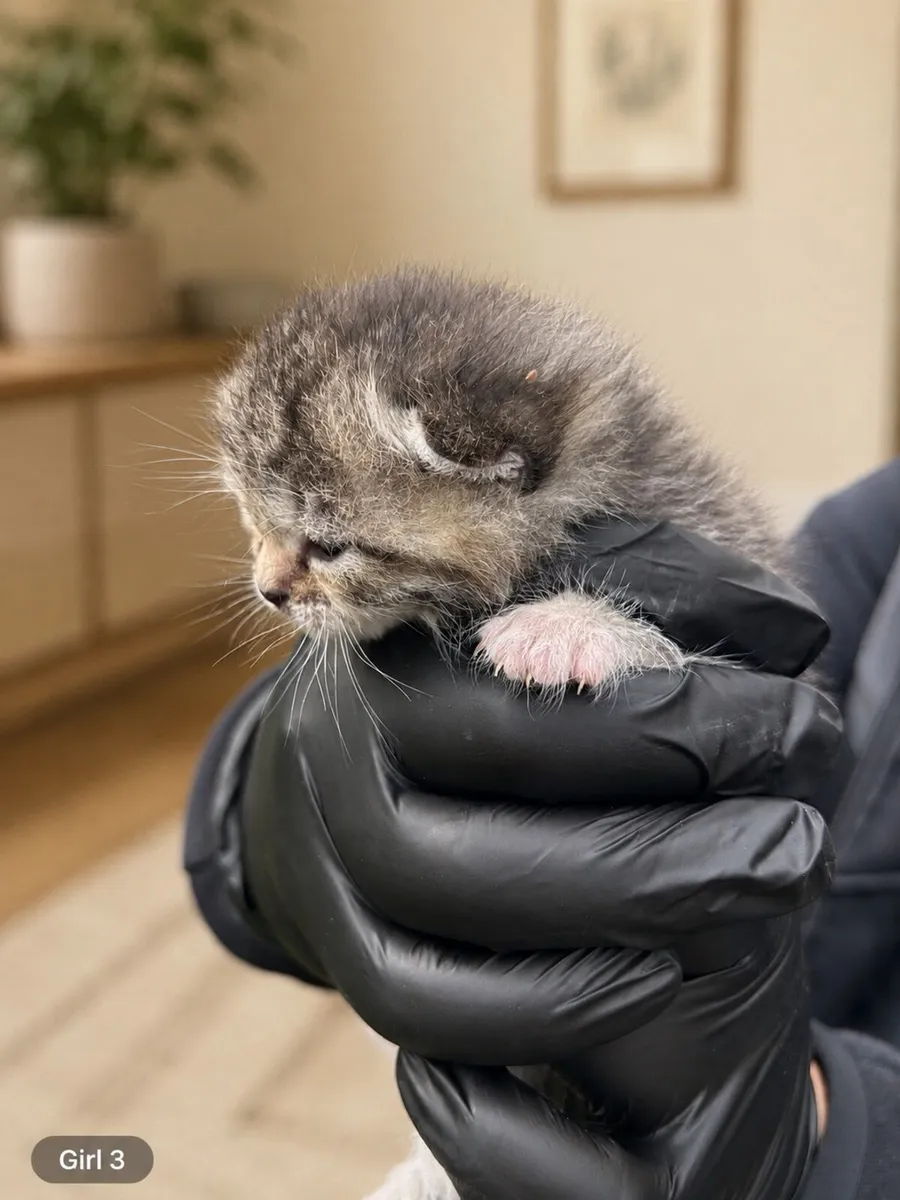 Silver Tabby British Shorthair Mixed Kitten - Image 4