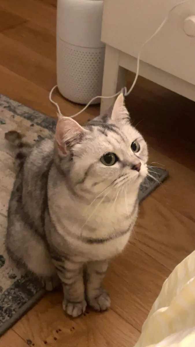 Cats - Image 1