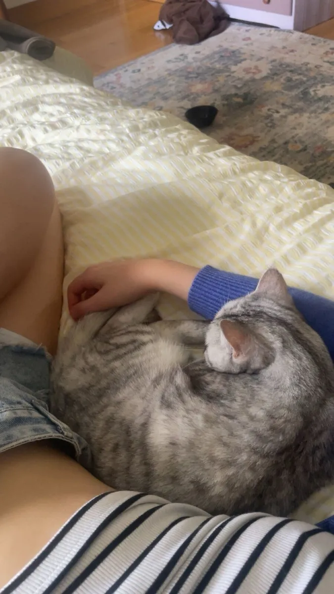 Cats - Image 2