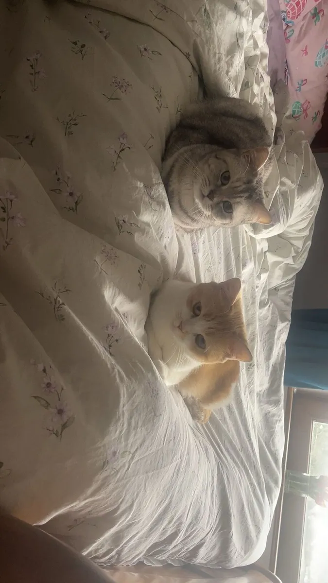 Cats - Image 3