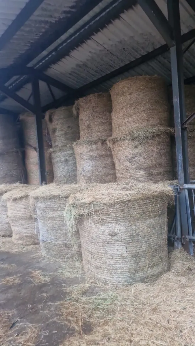 April 1st cut Silage and 2nd cut Hay - Image 2