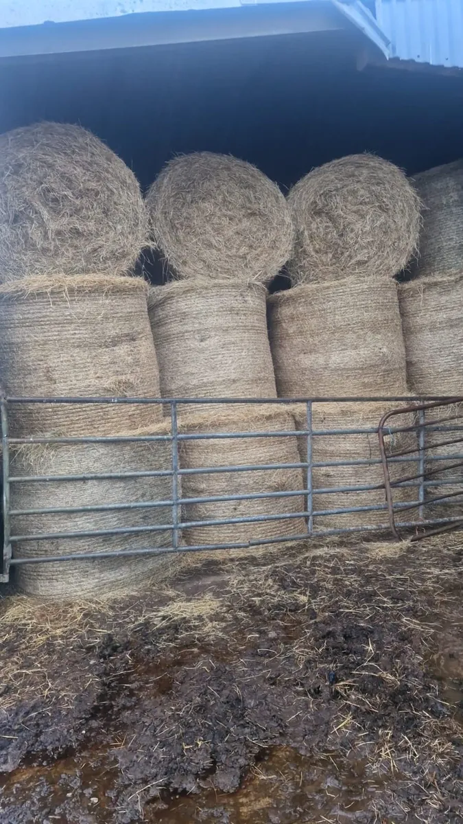April 1st cut Silage and 2nd cut Hay - Image 3