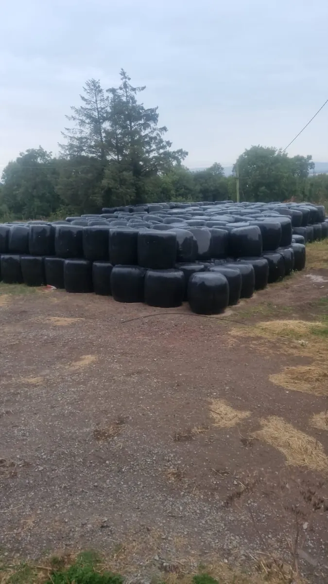 April 1st cut Silage and 2nd cut Hay - Image 1
