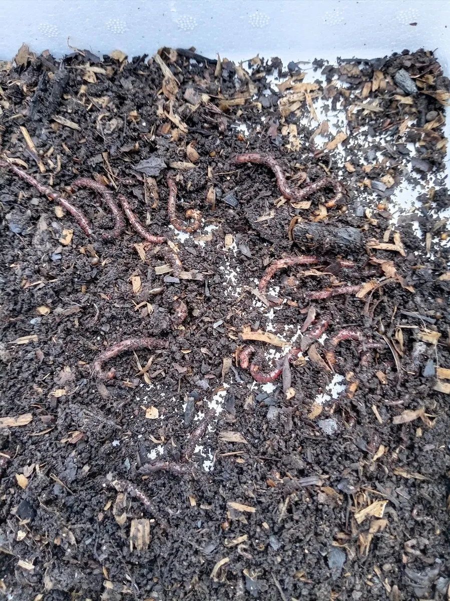 Worms - Image 3