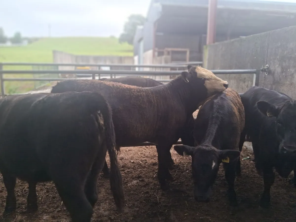 Organic Weanlings - Image 4