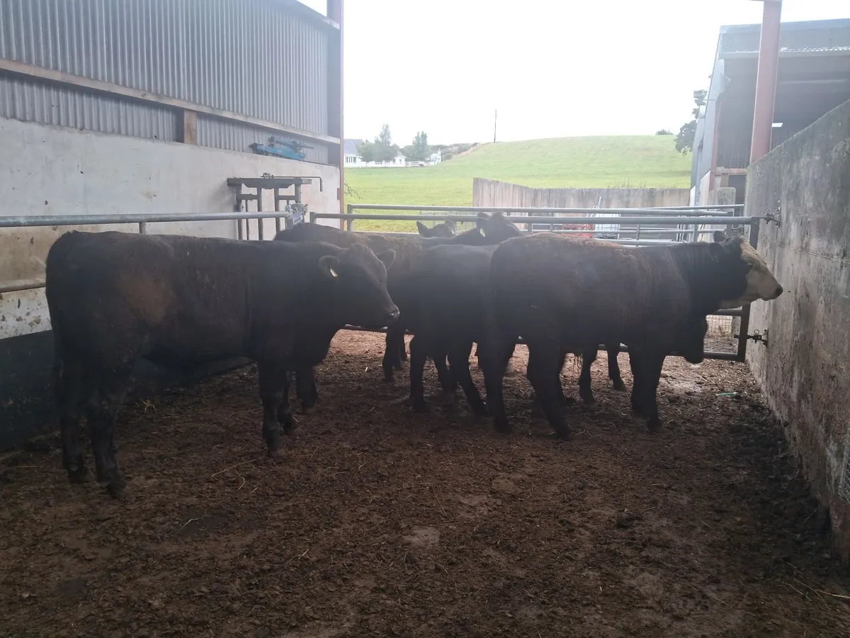 Organic Weanlings - Image 3
