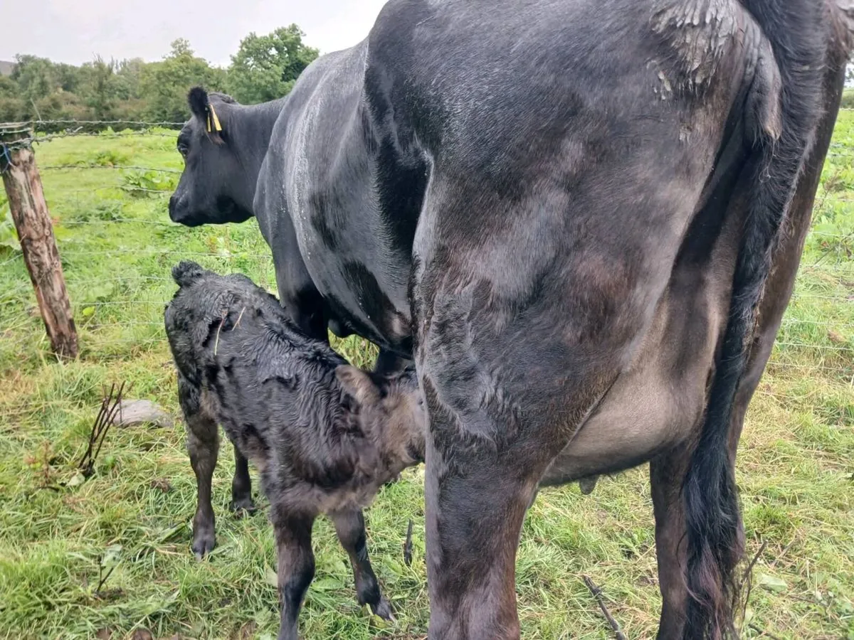 2 first calvers. - Image 4