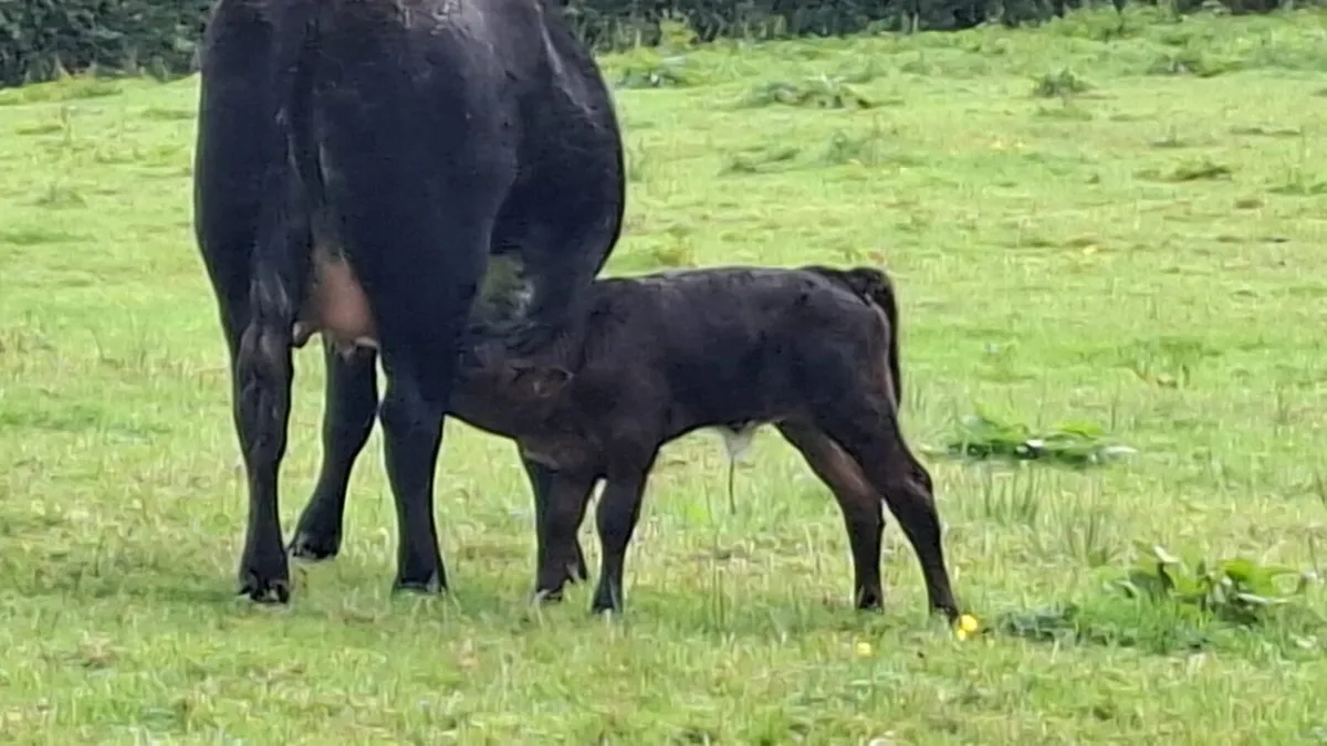 2 first calvers. - Image 2
