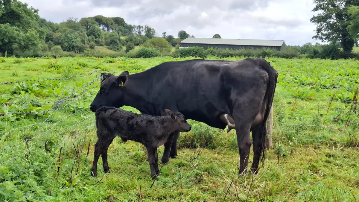 2 first calvers. - Image 3