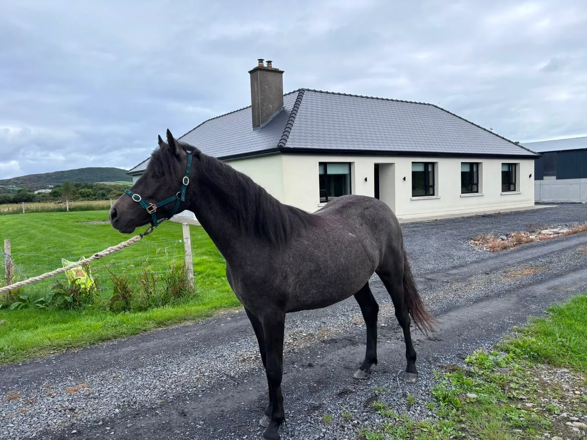 Bohola Mirah Filly - Image 3