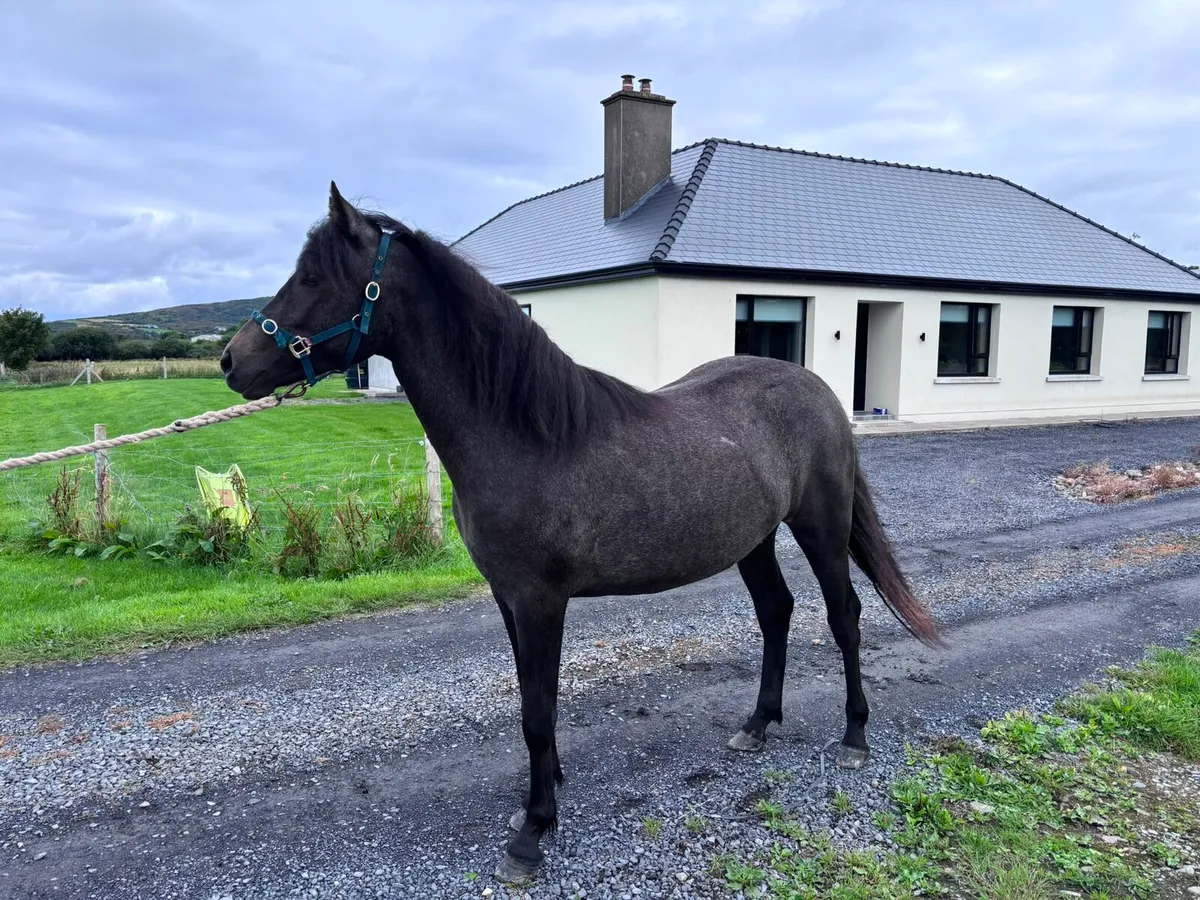 Bohola Mirah Filly - Image 1