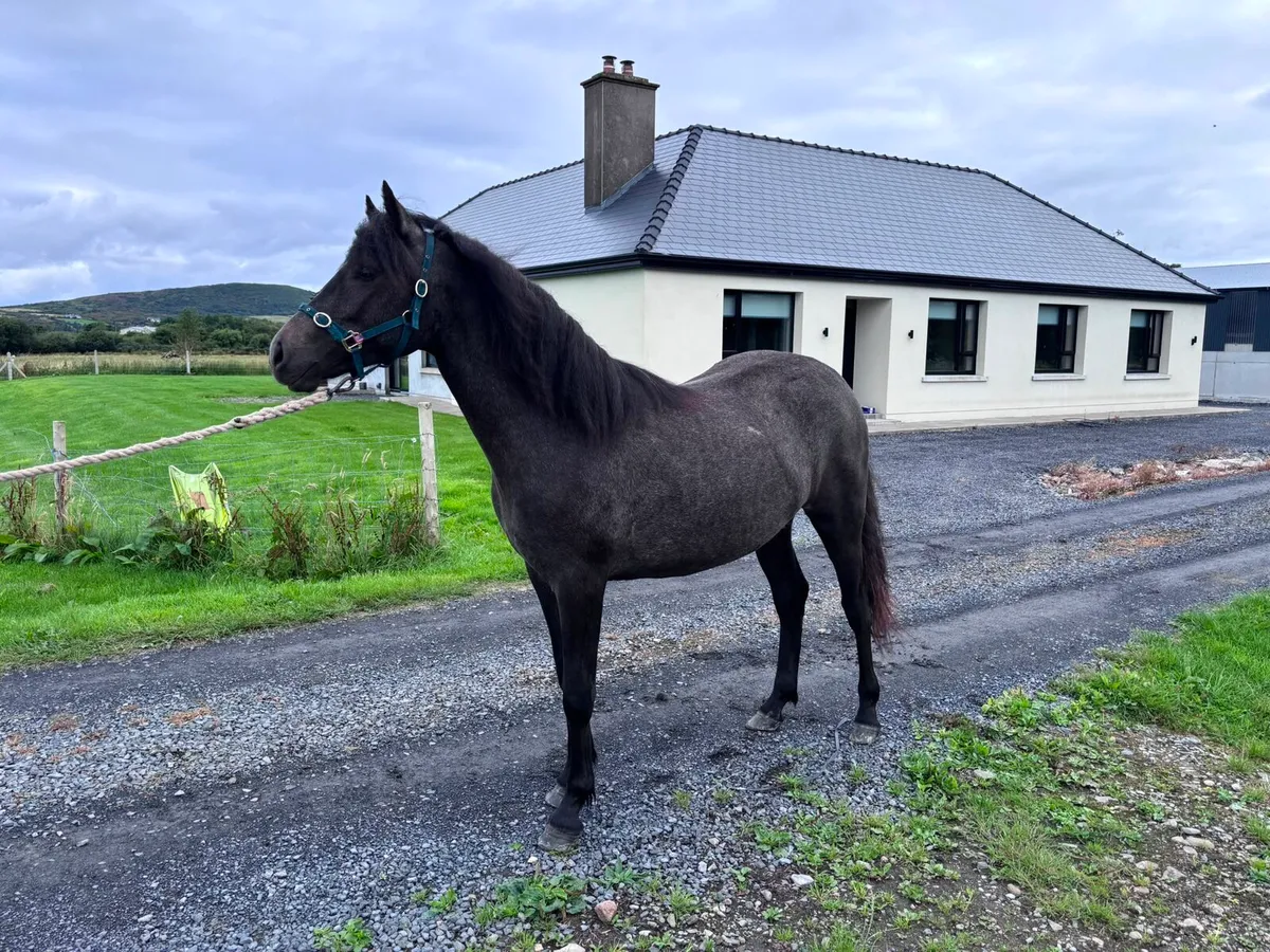 Bohola Mirah Filly - Image 2