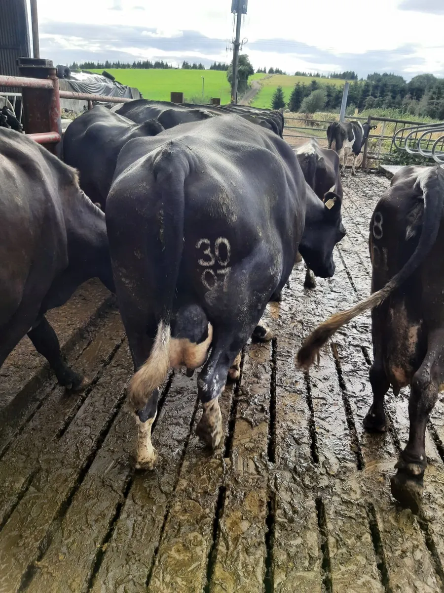 Fat cows - Image 1