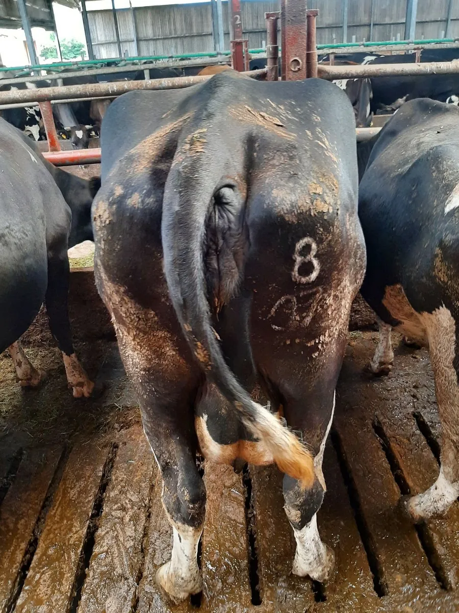 Fat cows - Image 2