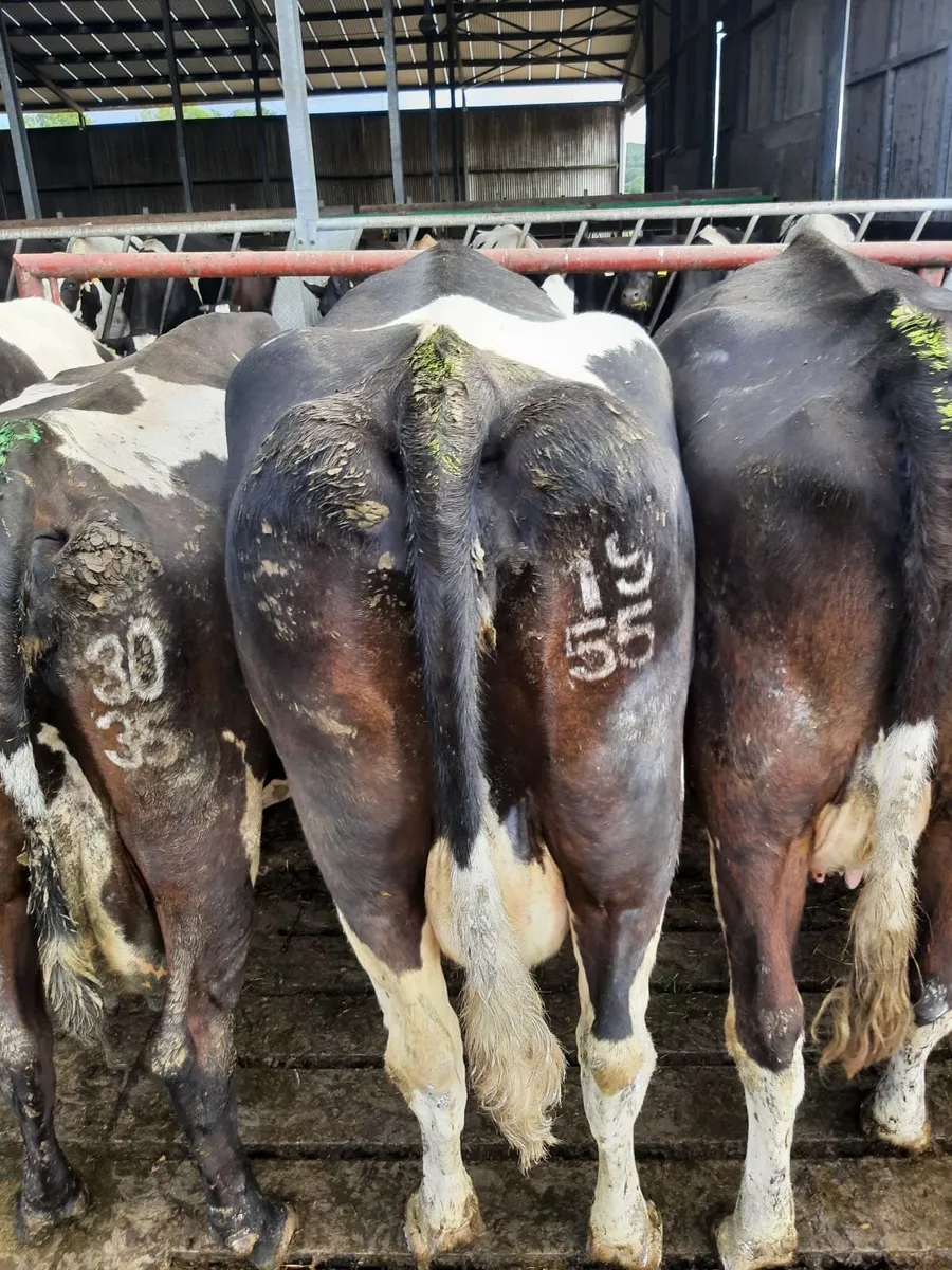 Fat cows - Image 3