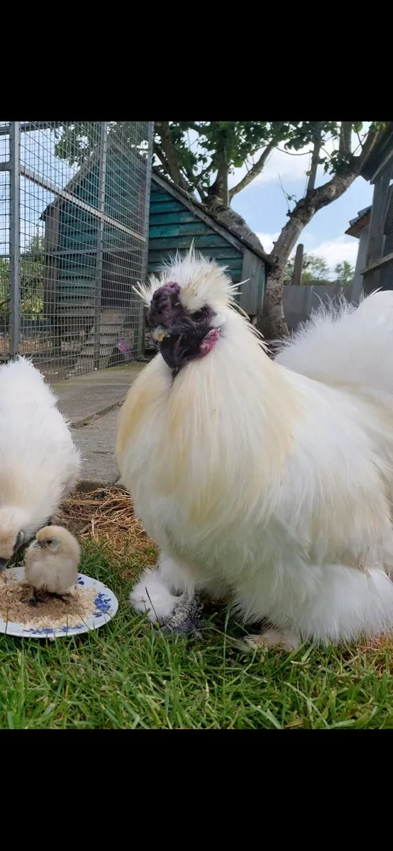 Silkie Bantam Hatching Eggs - Image 1