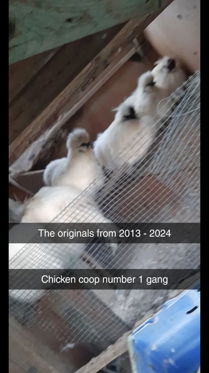 Silkie Bantam Hatching Eggs - Image 2