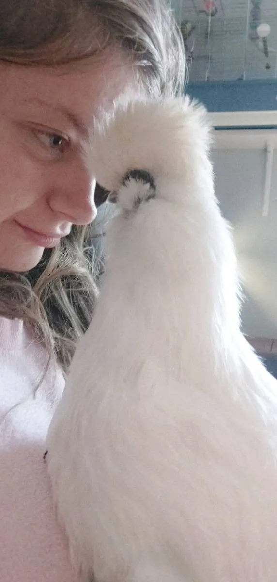 Silkie Bantam Hatching Eggs - Image 3