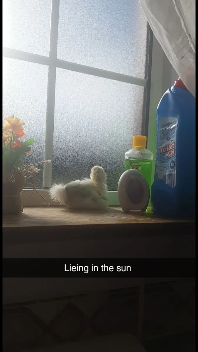 Silkie Bantam Hatching Eggs - Image 4