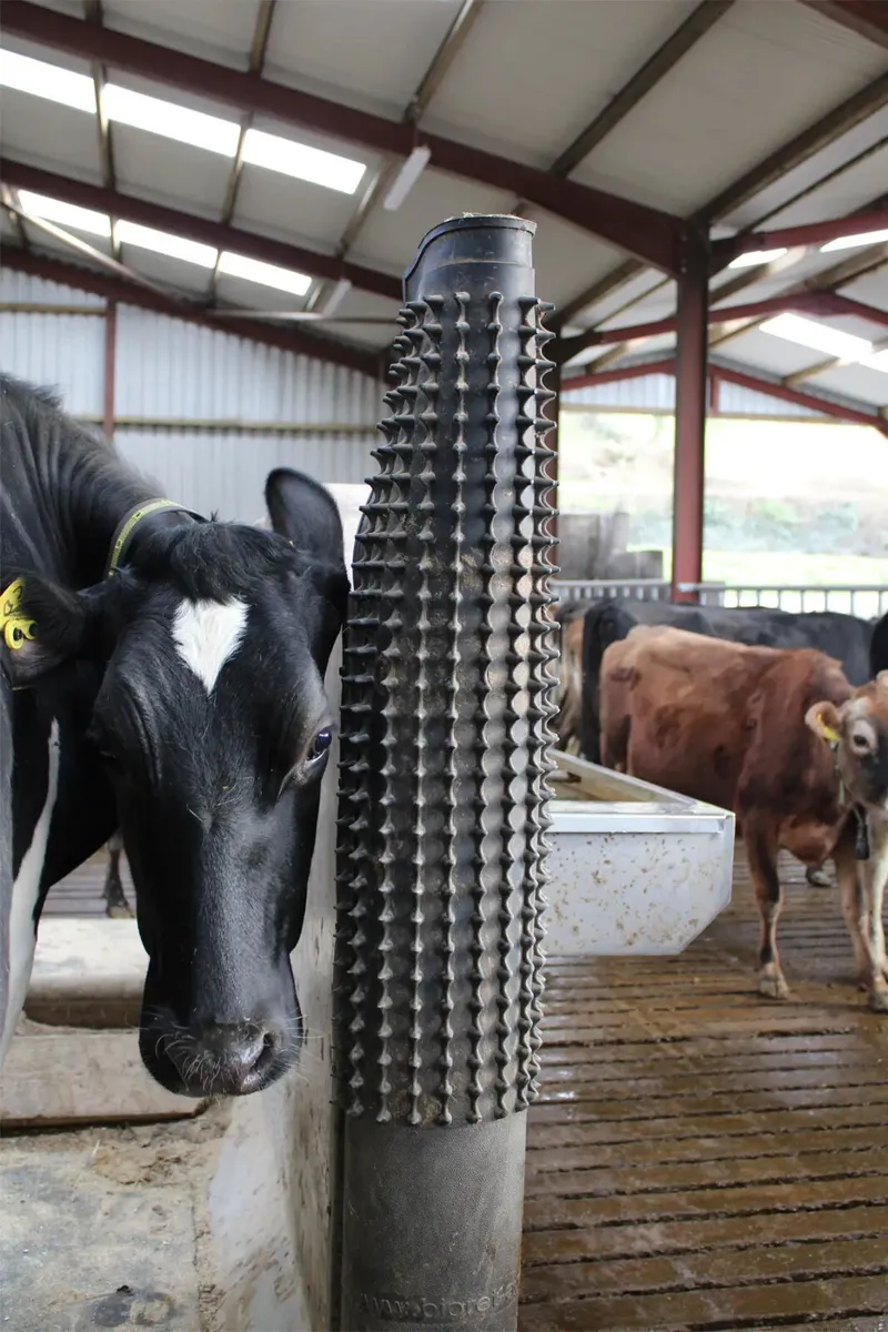 Dairy Scratchy - Image 1