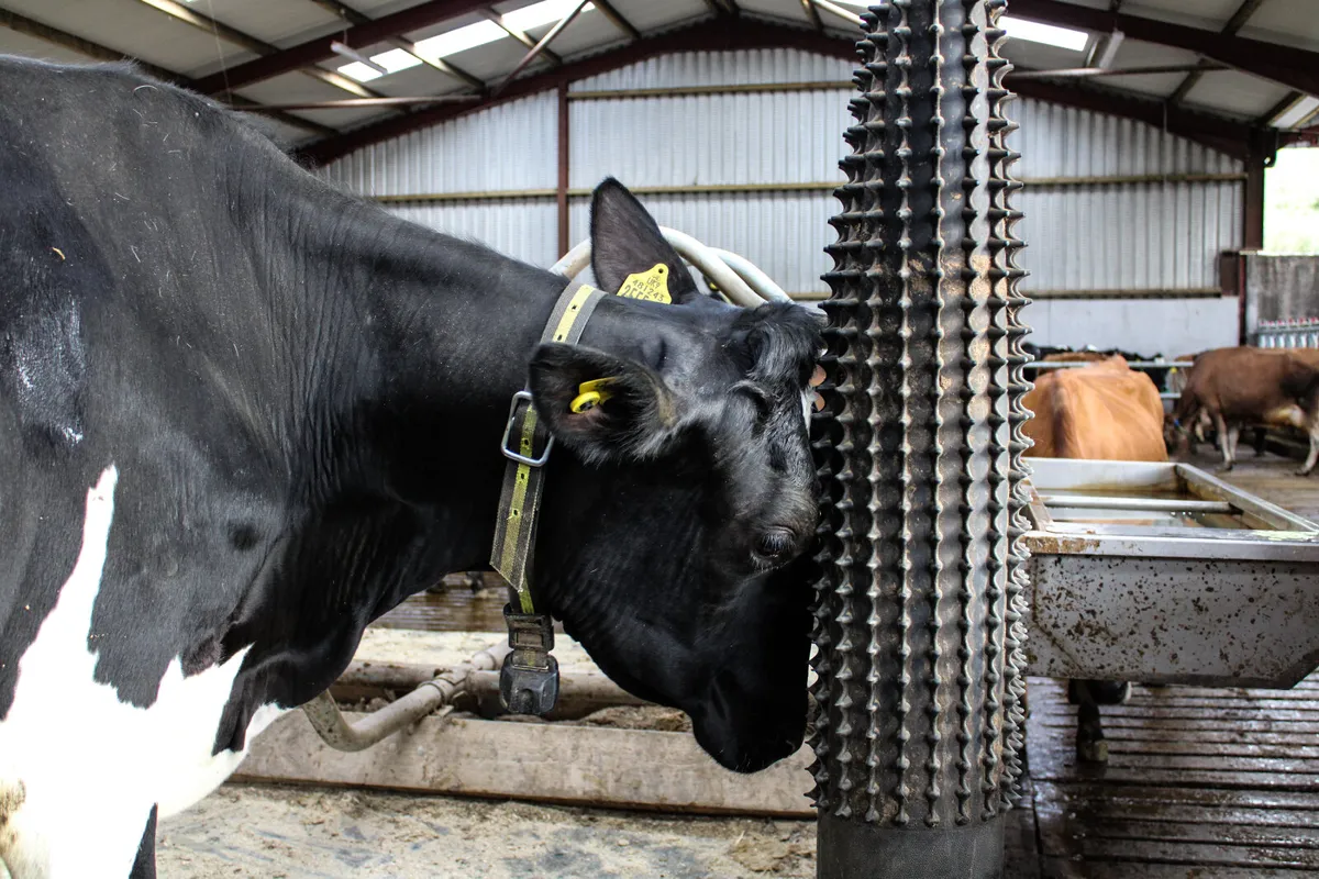 Dairy Scratchy - Image 2