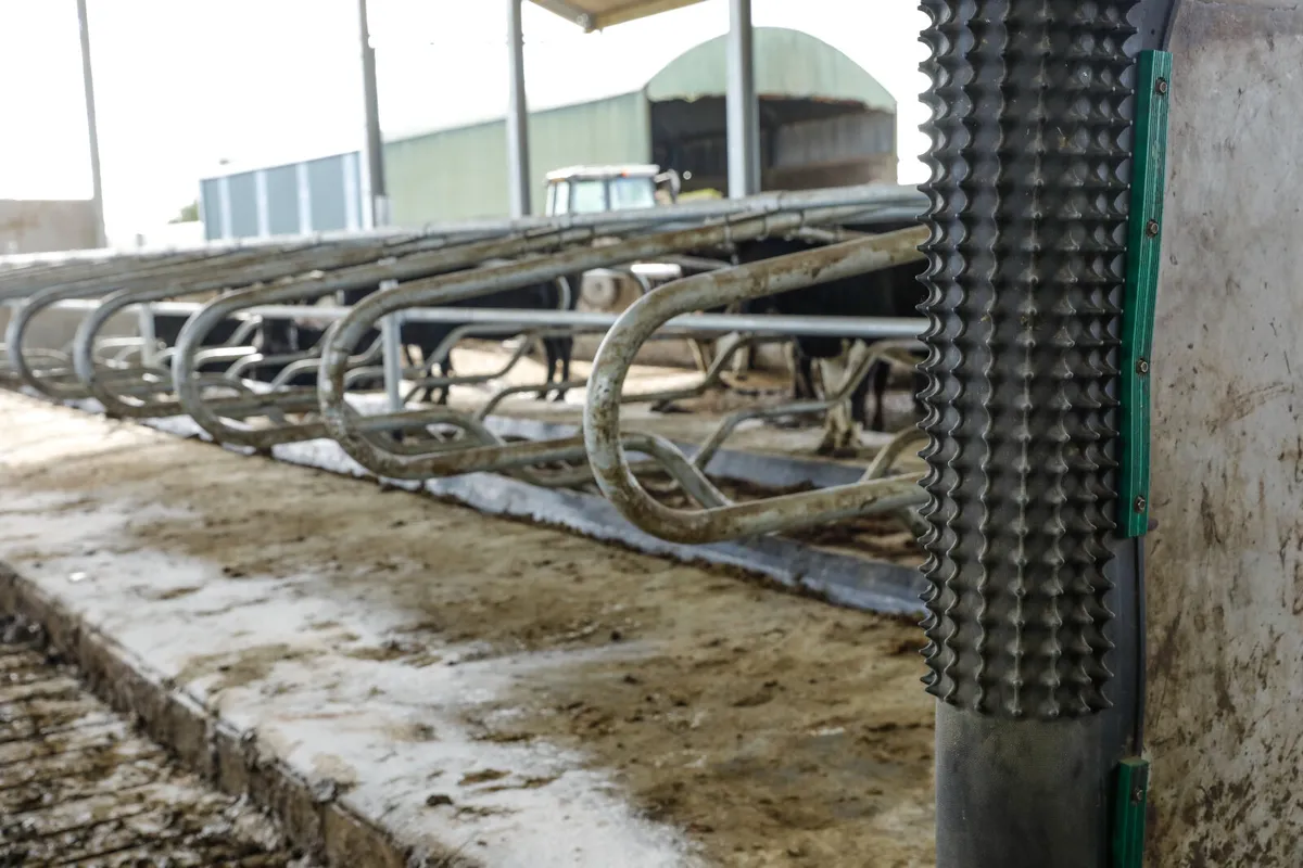 Dairy Scratchy - Image 3