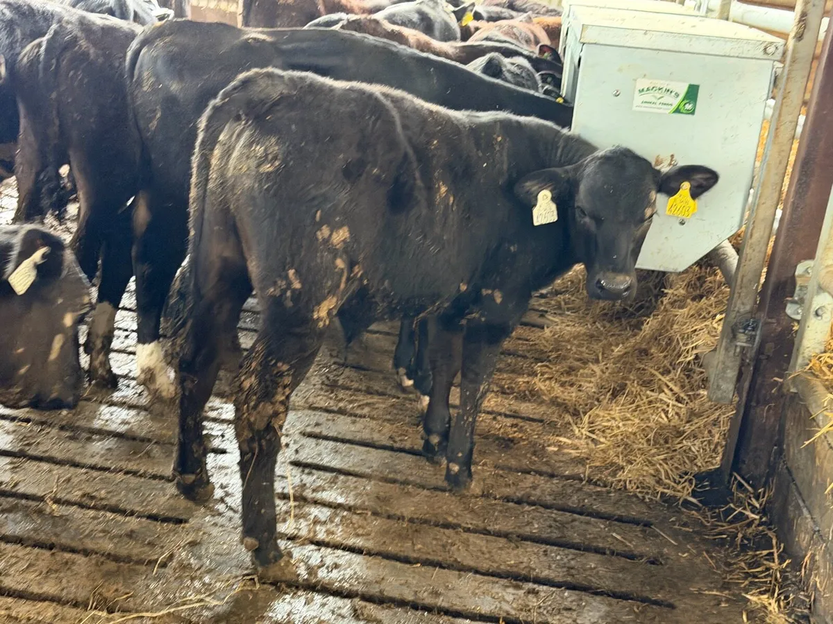 Aberdeen Angus Bulls - Image 1