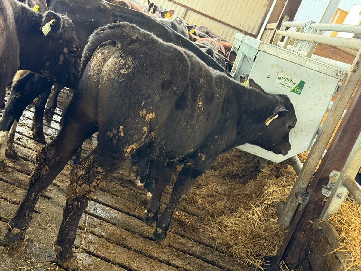 Aberdeen Angus Bulls - Image 3