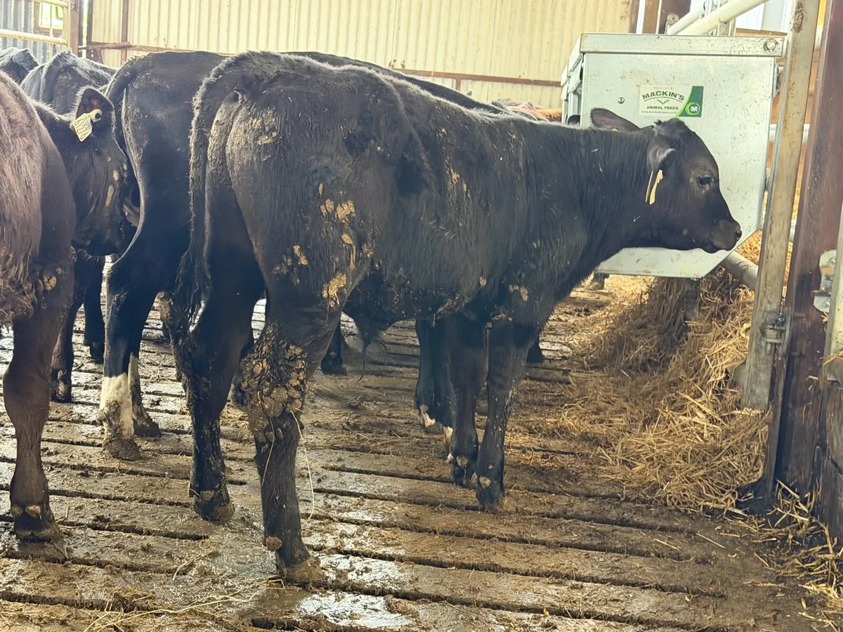 Aberdeen Angus Bulls - Image 2