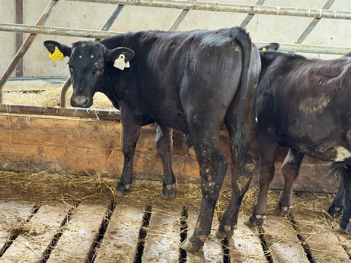 Aberdeen Angus Bulls - Image 4