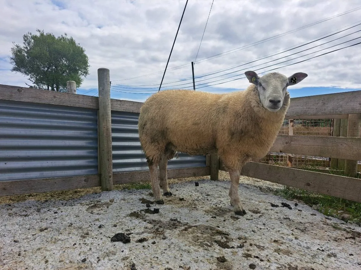 ⭐️HYBRID RAM⭐️ - Image 3