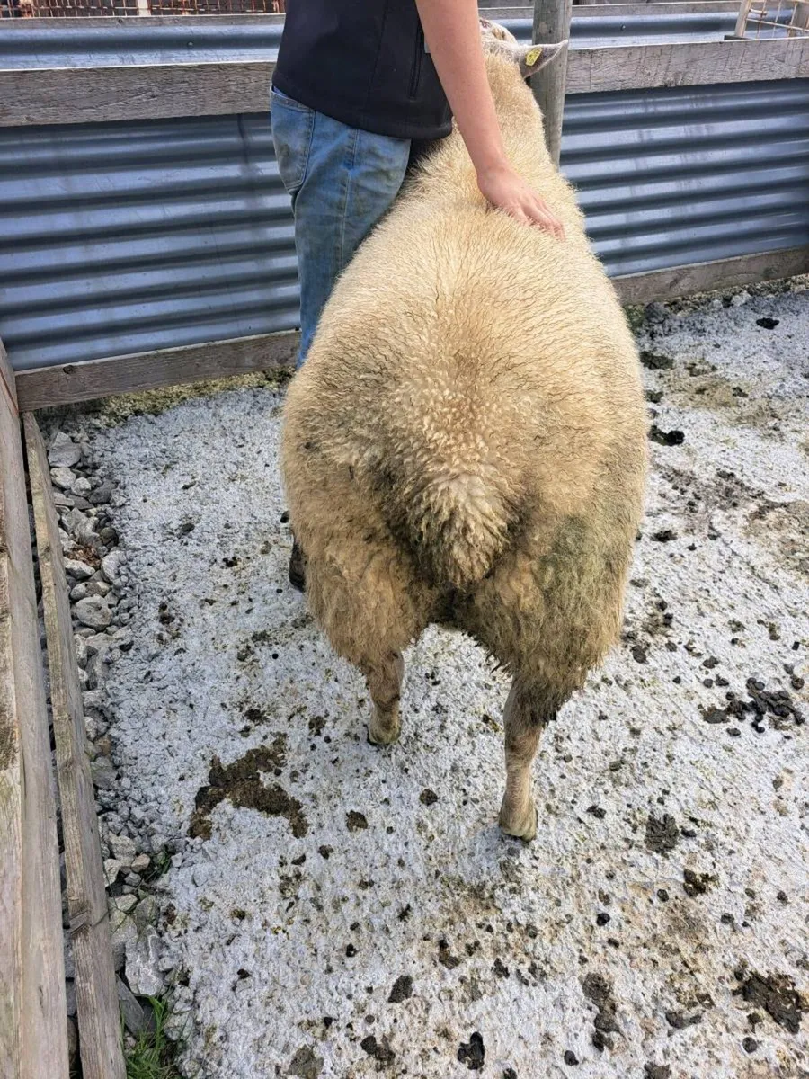 ⭐️HYBRID RAM⭐️ - Image 4