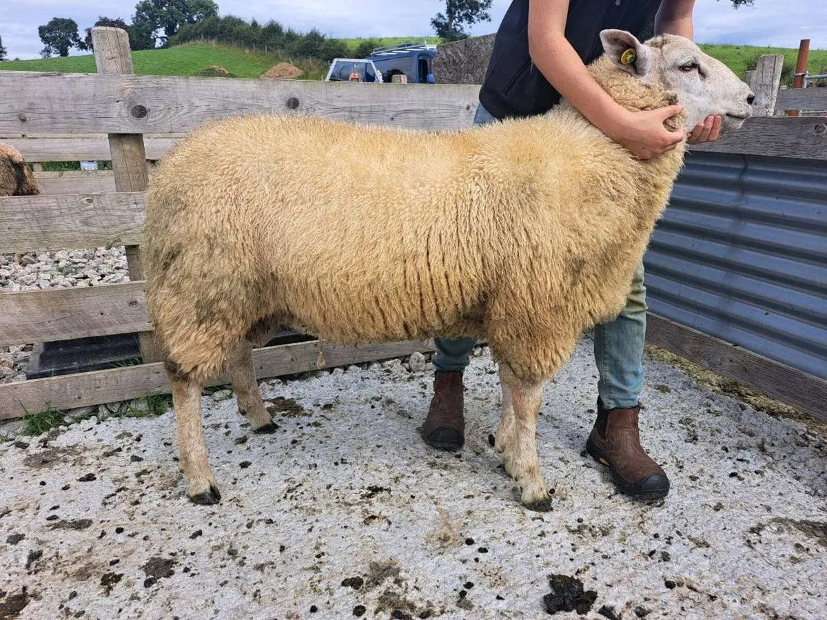 ⭐️HYBRID RAM⭐️ - Image 1