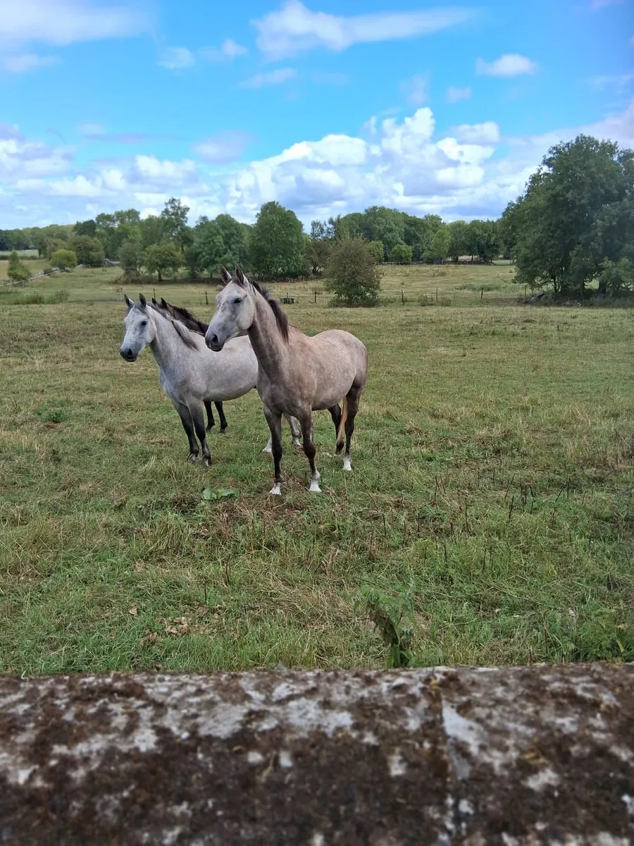 Horse - Image 3