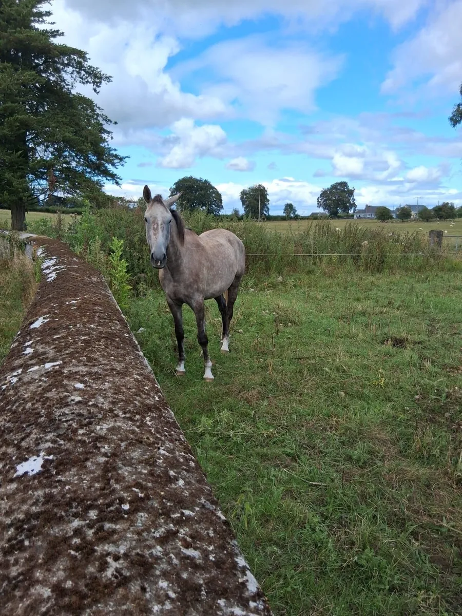 Horse - Image 1