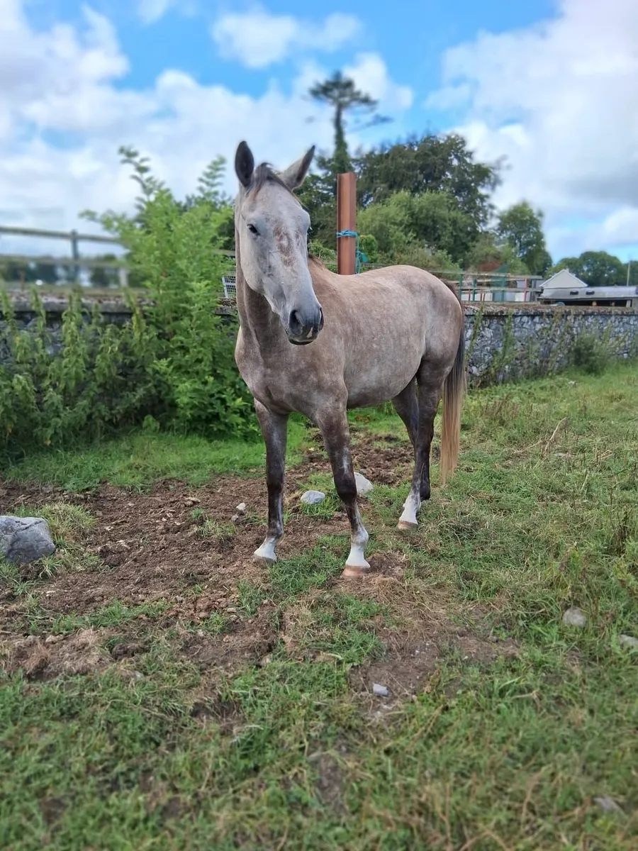 Horse - Image 2