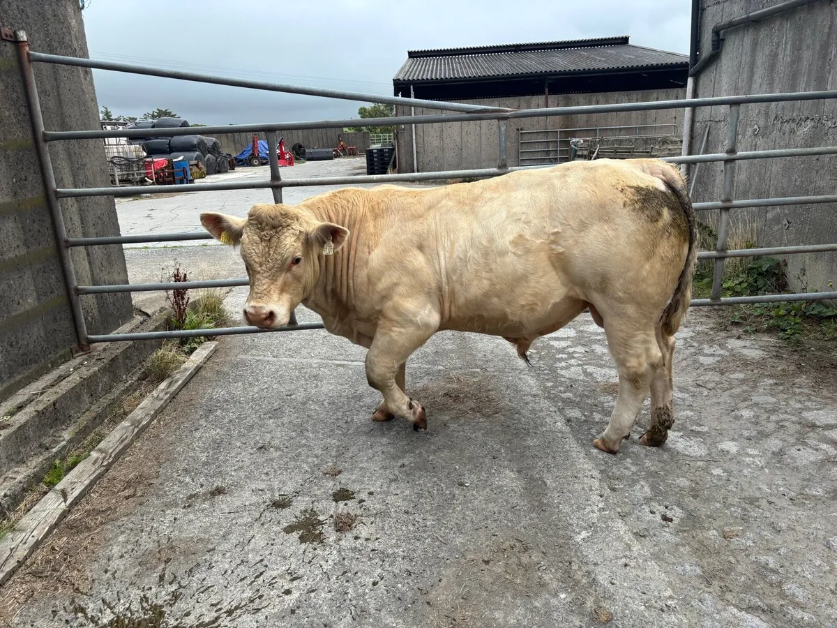 Pure Bred Charolais Bull (organic) - Image 1
