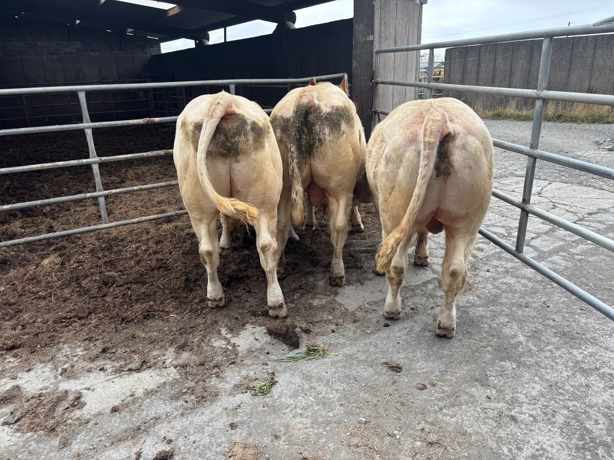 Pure Bred Charolais Bull (organic) - Image 2